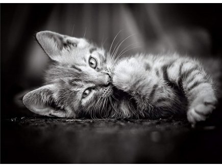 PUZZLE PETIT CHAT GRIS COUCHE 1000 PIECES - COLLECTION ANIMAUX - CLEMENTONI - 39950
