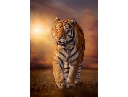 PUZZLE TIGRE DANS LA SAVANE 1500 PIECES - COLLECTION ANIMAUX SAUVAGES - CLEMENTONI 31806