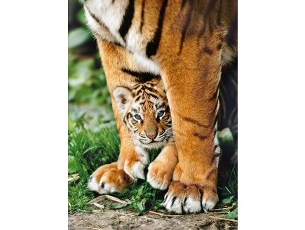 PUZZLE TIGRE DU BENGALE ET SON BEBE 500 PIECES - COLLECTION ANIMAUX SAUVAGES - CLEMENTONI - 35046