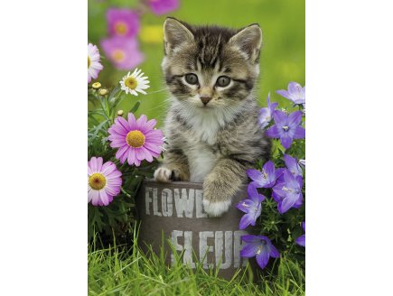 Puzzle xxl chaton parmi les fleurs 100 pieces - Ravensburger - 10847