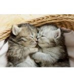 PUZZLE 2 MIGNONS CHATONS DANS UNE CORBEILLE 500 PIECES - COLLECTION ANIMAUX - EDUCA - 19004