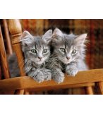 PUZZLE 2 MIGNONS CHATONS GRIS 500 PIECES - COLLECTION ANIMAUX - CLEMENTONI - 30545