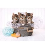 PUZZLE 3 CHATONS DANS UNE BASSINE 500 PIECES - COLLECTION ANIMAUX - CLEMENTONI - 35065