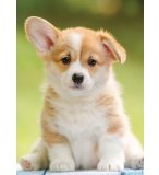 PUZZLE ADORABLE CHIEN CORGI 500 PIECES - COLLECTION TENDRESSE ANIMAUX - NATHAN - 871353