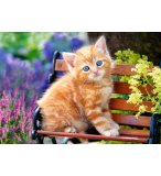 PUZZLE CHAT ROUX ASSIS SUR UN BANC 500 PIECES - COLLECTION TENDRESSE