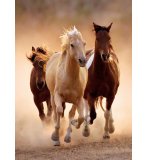 PUZZLE CHEVAUX QUI COURENT EN LIBERTE 1000 PIECES - COLLECTION ANIMAUX SAUVAGES - CLEMENTONI - 39168