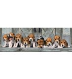 PUZZLE CHIENS : BEAGLES 1000 PIECES - COLLECTION PANORAMA ANIMAUX - CLEMENTONI - 39435