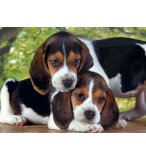 PUZZLE CHIENS BEAGLES : DEUX CHIOTS 500 PIECES - COLLECTION ANIMAUX - CLEMENTONI - 30289