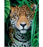 PUZZLE JAGUAR DANS LA FORET 500 PIECES - COLLECTION SAUVAGES - CLEMENTONI - 35127