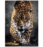 PUZZLE LA MARCHE DU JAGUAR 1000 PIECES - COLLECTION ANIMAUX SAUVAGES - CLEMENTONI - 39326