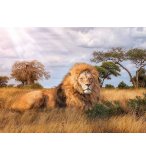 PUZZLE LE LION DANS LA SAVANE 1000 PIECES - COLLECTION ANIMAUX SAUVAGES - CLEMENTONI - 39479