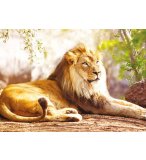 PUZZLE LE ROI DES ANIMAUX : LION COUCHE - 1500 PIECES COLLECTION VIE SAUVAGE - NATHAN - 87815