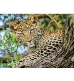 PUZZLE LES YEUX DU LEOPARD - 500 PIECES - COLLECTION ANIMAUX SAUVAGE - NATHAN - 871315