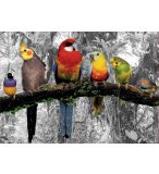 PUZZLE PERROQUETS DANS LA JUNGLE 500 PIECES - COLLECTION OISEAUX - EDUCA - 17984