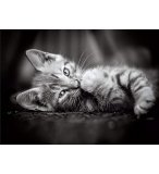 PUZZLE PETIT CHAT GRIS COUCHE 1000 PIECES - COLLECTION ANIMAUX - CLEMENTONI - 39950
