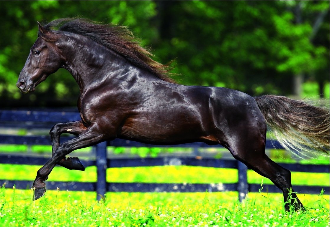 Educa puzzle cheval au galop 500 pi¨ces animaux PUZZLE CHEVAL AU GALOP 500 PIECES EDUCA