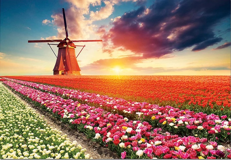 Educa 18465 puzzle 1500 pièces hollande champ de tulipes - adulte