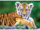 PUZZLE BEBE TIGRE DU BENGALE COUCHE 150 PIECES - COLLECTION ANIMAUX SAUVAGES - NATHAN - 86154
