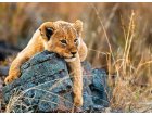 PUZZLE XXL LE PETIT LIONCEAU DANS LA SAVANE - 200 PIECES - RAVENSBURGER - 129461